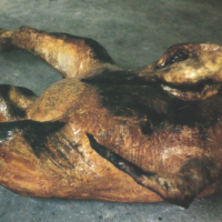 Gevögelt (detail) - EV+A Limerick City Gallery of Art, IRL - Gemengde technieken - Levensgroot -1995
