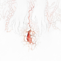 Needlework III  - Gemengde technieken, potlood op papier - 60 x 60 cm - 2013